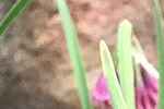 Allium insubricum