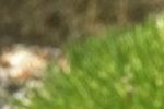 Arenaria kanusensis