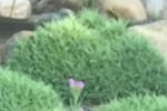 Dianthus erinaceus alpinus