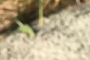 Dianthus arpadianus