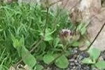 Dianthus webbianus