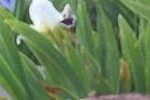 Iris 'Bright Spring'